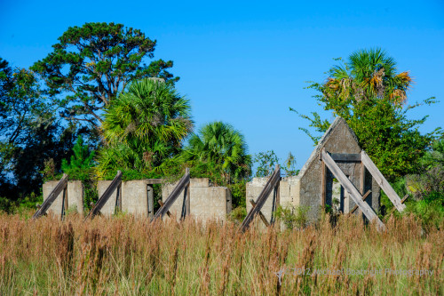 Sapelo2012_MCB1220.jpg