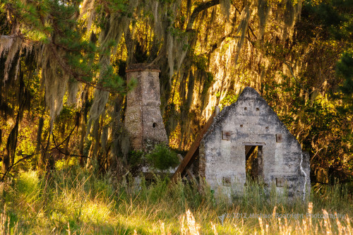 Sapelo2012_MCB1233.jpg