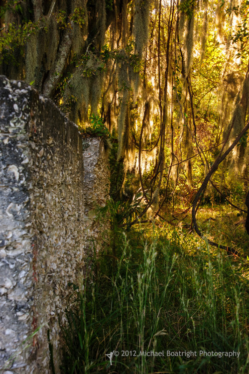 Sapelo2012_MCB1245.jpg