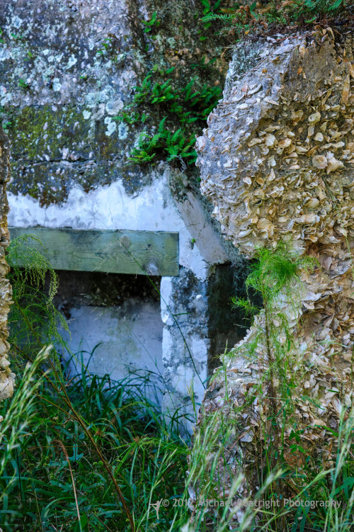 Sapelo2012_MCB1249.jpg