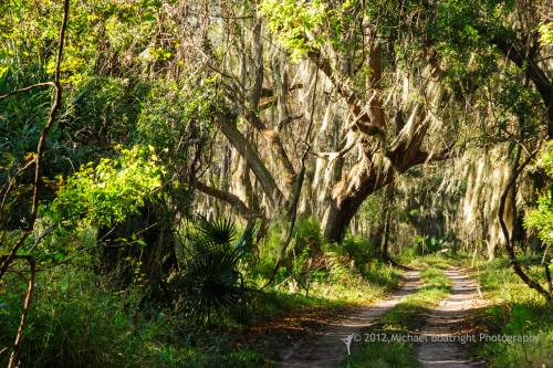 Sapelo2012_MCB1261.jpg