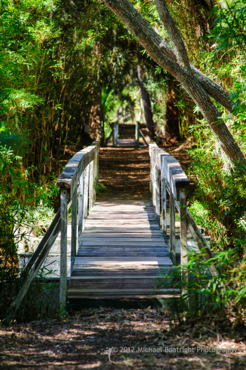 Sapelo2012_MCB1322.jpg