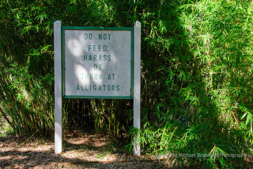 Sapelo2012_MCB1323.jpg
