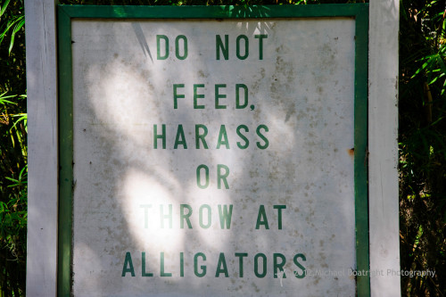 Sapelo2012_MCB1324.jpg