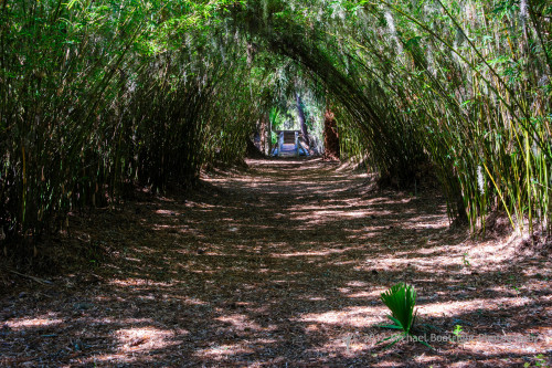 Sapelo2012_MCB1333.jpg