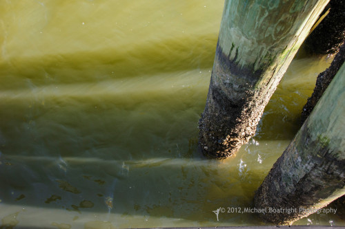 Sapelo2012_MCB1402.jpg