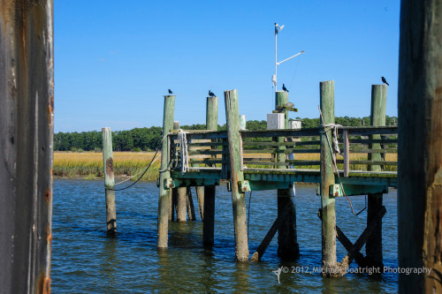 Sapelo2012_MCB1414.jpg