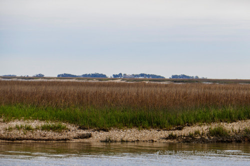 Sapelo2018_1030164.jpg