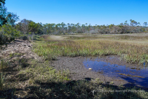 Sapelo2018_1030312.jpg