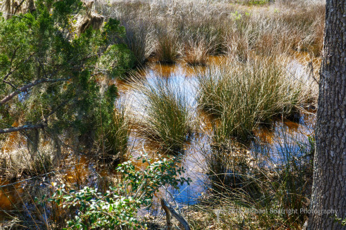 Sapelo2018_1030316.jpg