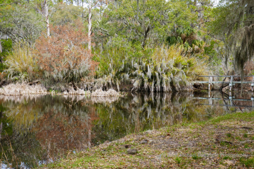 Sapelo2018_MCB0208.jpg