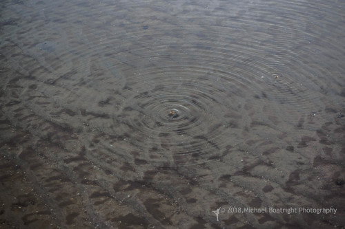 Sapelo2018_MCB5524.jpg