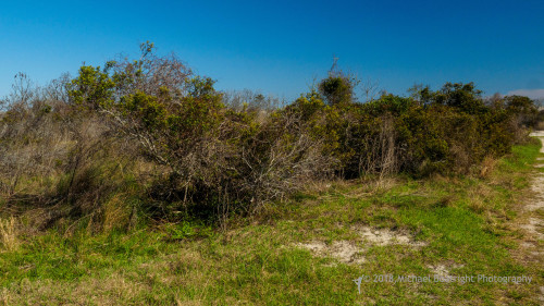 Sapelo2018_MCB5562.jpg