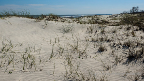 Sapelo2018_MCB5576.jpg