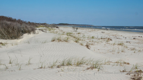 Sapelo2018_MCB5581.jpg