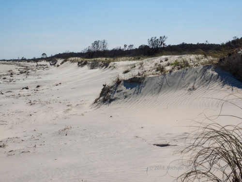 Sapelo2018_MCB5582.jpg