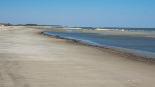 Sapelo2018_MCB5593.jpg