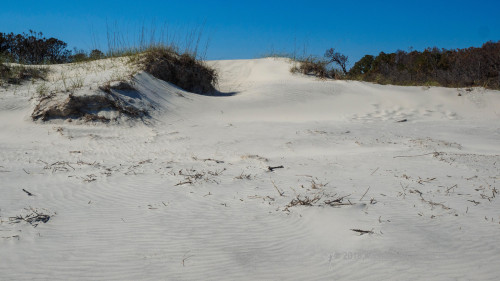 Sapelo2018_MCB5595.jpg