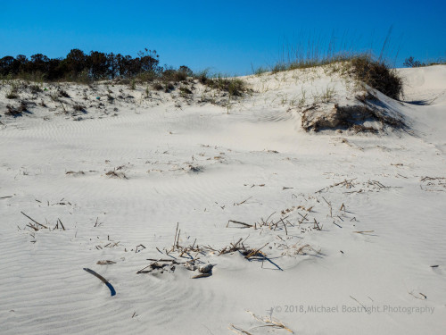 Sapelo2018_MCB5597.jpg