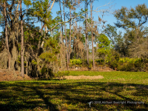 Sapelo2018_MCB5619.jpg