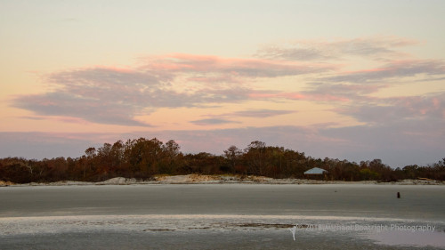 Sapelo2018_MCB6475.jpg