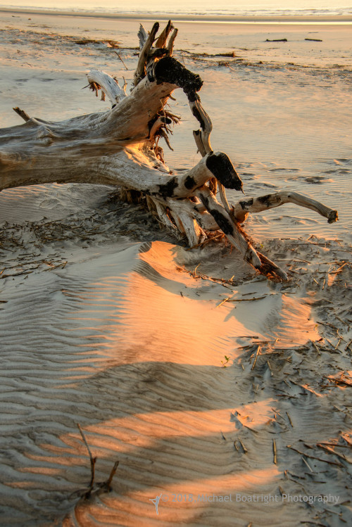 Sapelo2018_MCB6537.jpg