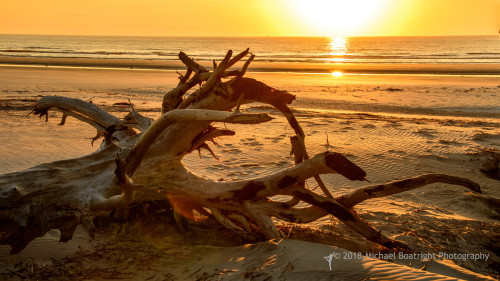 Sapelo2018_MCB6550.jpg
