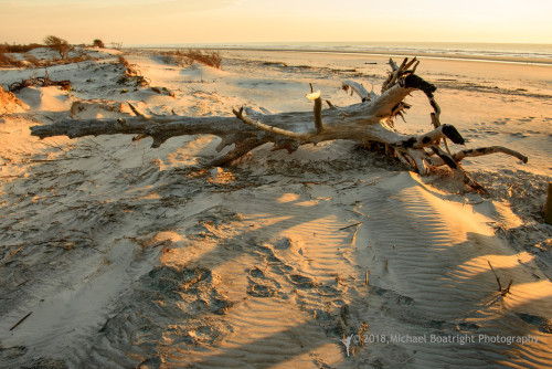 Sapelo2018_MCB6562.jpg