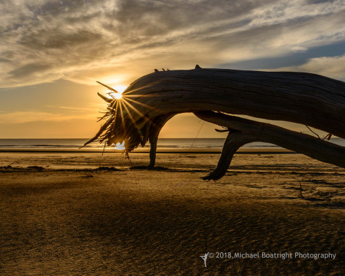 Sapelo2018_MCB6798.jpg