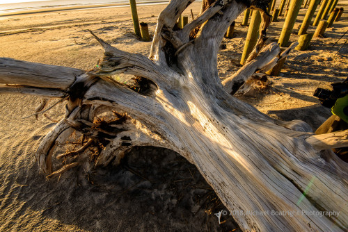Sapelo2018_MCB6821.jpg