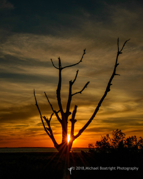 Sapelo2018_MCB6856.jpg
