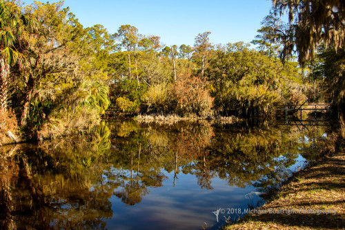 Sapelo2018_MCB7284.jpg
