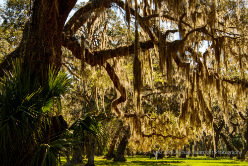 Sapelo2018_MCB7360.jpg