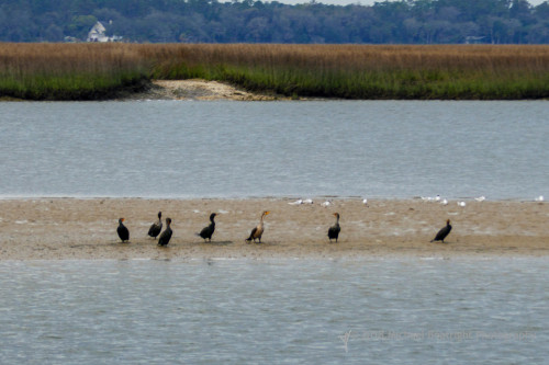 Sapelo2018_1030162.jpg