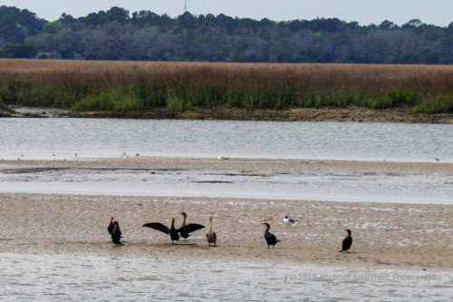 Sapelo2018_1030163.jpg