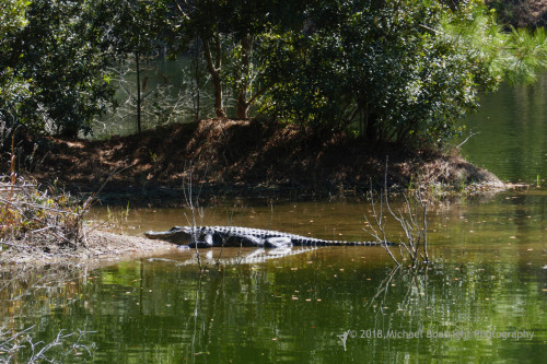 Sapelo2018_1030285.jpg