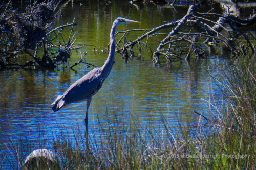 Sapelo2018_1030299.jpg