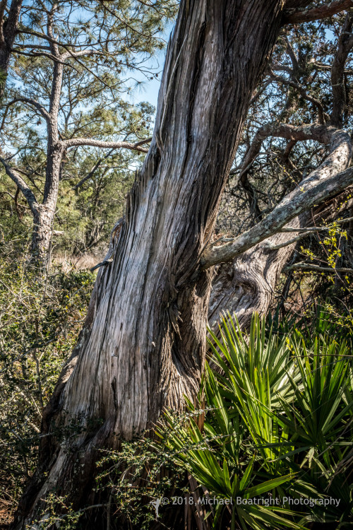 Sapelo2018_1030318.jpg
