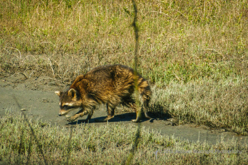Sapelo2018_1030320.jpg