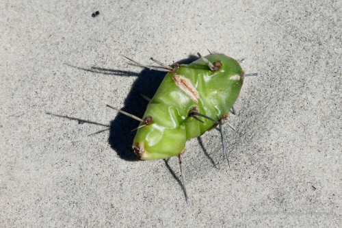 Sapelo2018_1030326.jpg