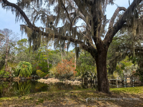 Sapelo2018_IMG_5394.jpg