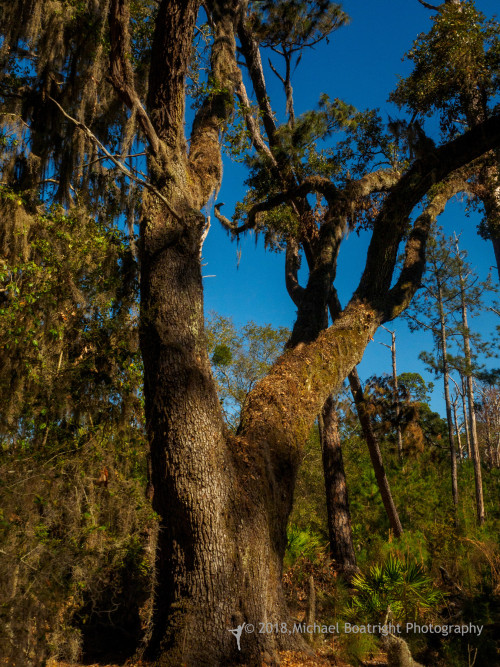 Sapelo2018_MCB5610.jpg