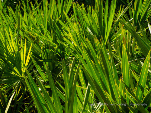 Sapelo2018_MCB5625.jpg