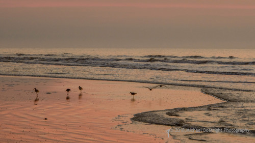 Sapelo2018_MCB6418.jpg