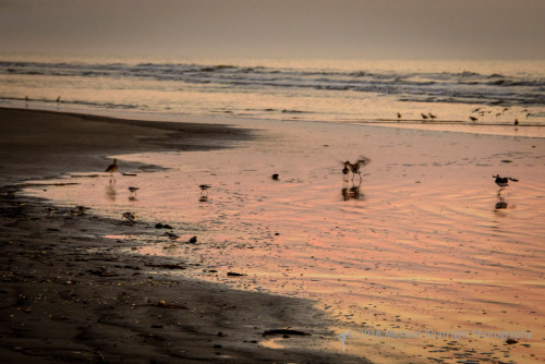 Sapelo2018_MCB6431.jpg