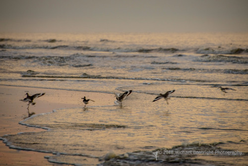 Sapelo2018_MCB6450.jpg