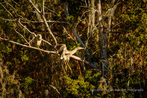 Sapelo2018_MCB7315.jpg