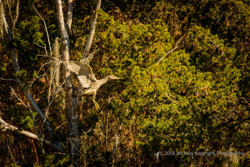 Sapelo2018_MCB7316.jpg