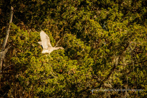 Sapelo2018_MCB7317.jpg