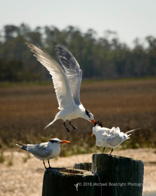 Sapelo2018_MCB7367.jpg